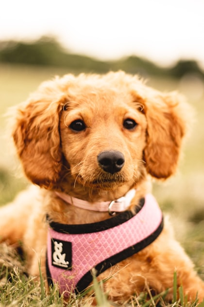 Choosing the Right Pet Boarding Service