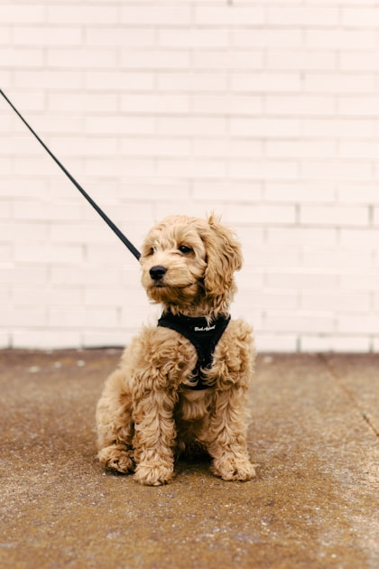 Essential Pet Care Products for Every Owner