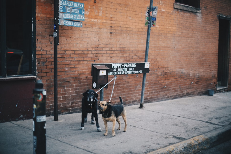 The Importance of Regular Vet Check-Ups