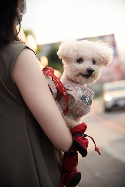Top 5 Benefits of Pet Training